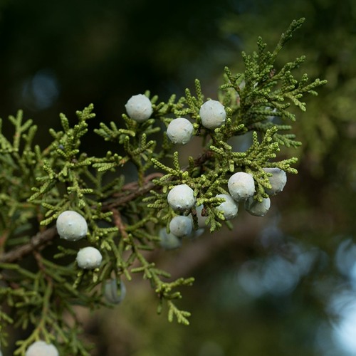 Juniper Tree