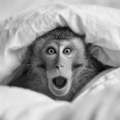 Monkey Style
