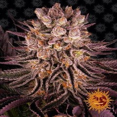 Choose your cheap automatic cannabis seeds