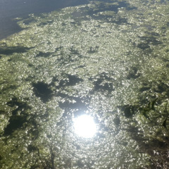 catcher of nightmares