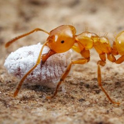 Citronella Ant Control Get Rid Of Citronella Ants Orkin, 58 OFF