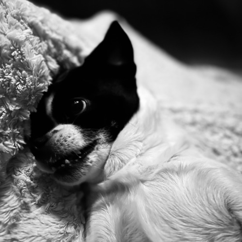 I Have A Dog Called Bella Poarch