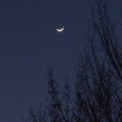 rudbeckia 목성(Jupiter) cover by.혀노