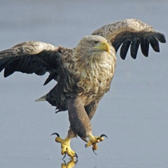 Cirkul - Образ свободы