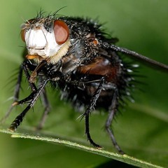 drewbevr - the fly.