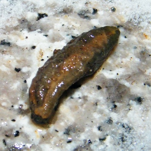 Kvadrat - Snails On Salt(Interpretation-Tool.01) FREE DL