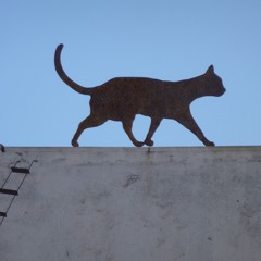 drumandmeow