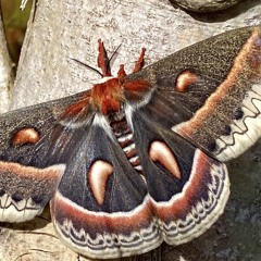 MothMind.m4a