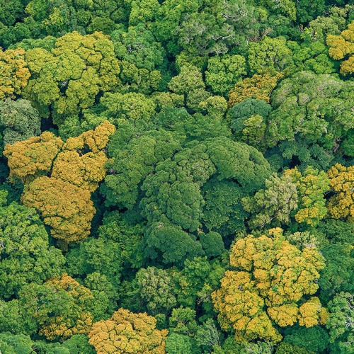 Comment des données aident à protéger les forêts ?