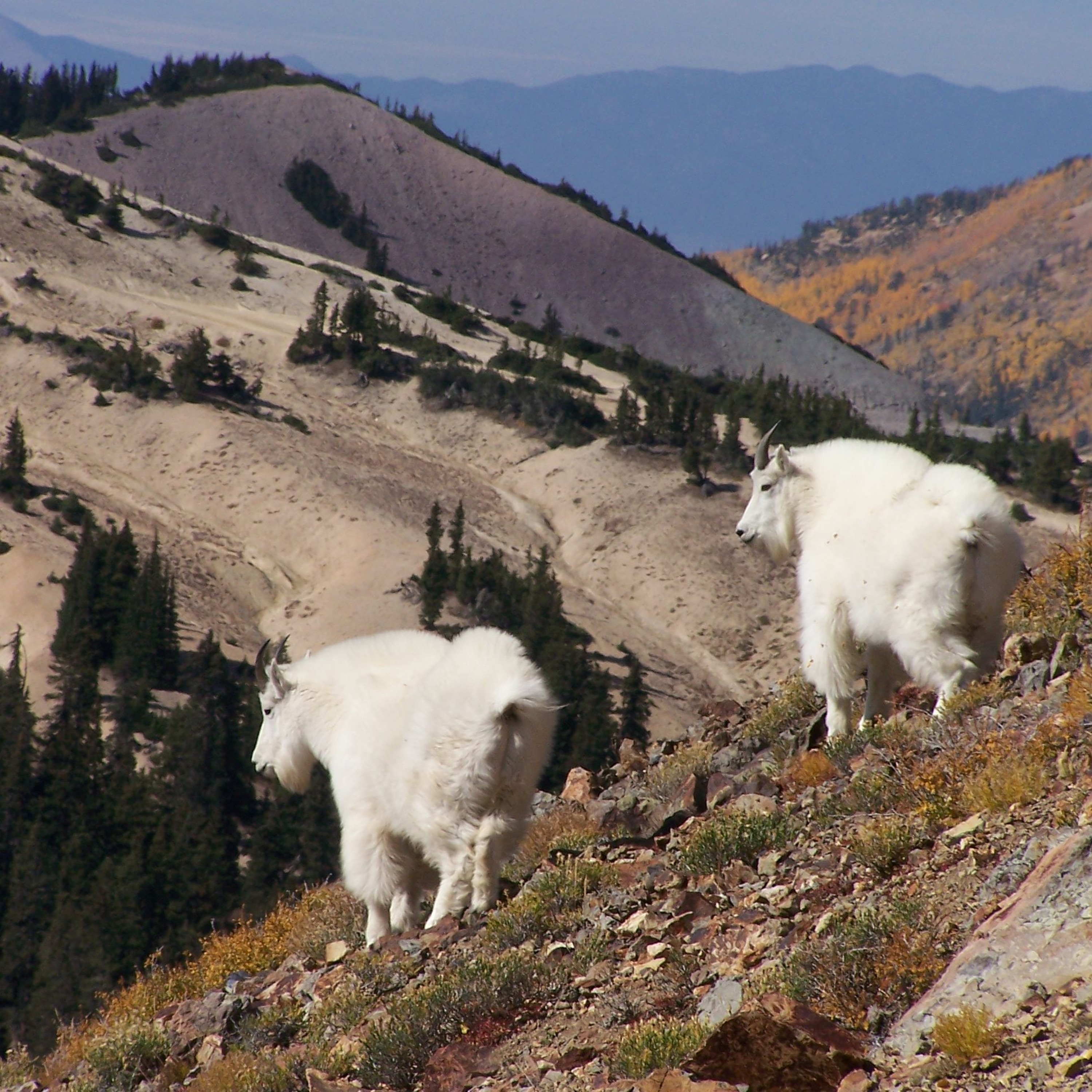Forest Service rejects changes to mountain goat herd, grazing, and mining in new Manti-La Sal plan episode artwork