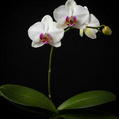 Sunday Vibe Deep House