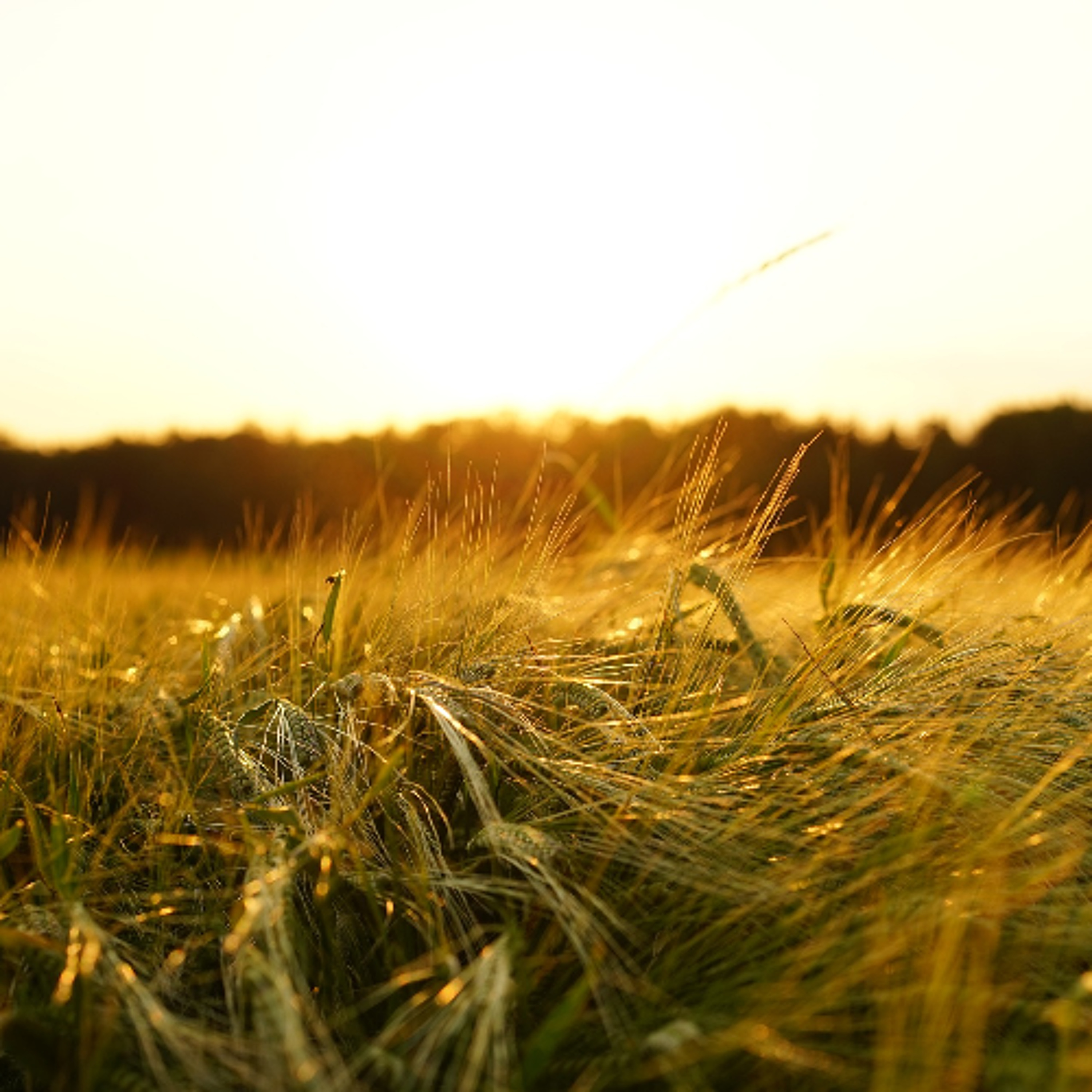 Saskatchewan barley yields exceeded expectations in 2025