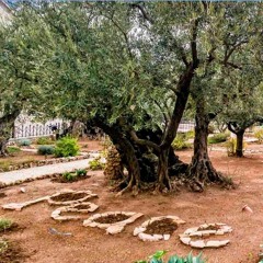 HOPE SPRINGS ETERNAL -The garden