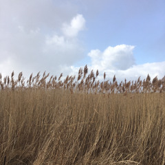 Wiatr w trzcinach i zurawie / Wind in the reeds and cranes