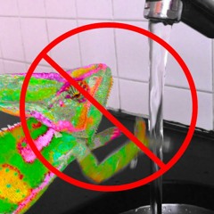 Don't You Ever Wash That Chameleon