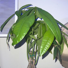 Watering My Money Tree On A Sunday