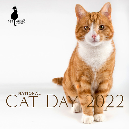 Stream National Cat Day 2022 by Pet Music Academy Listen online for