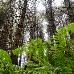 To love me - Mister Cervidéhus - Rosalia berghain