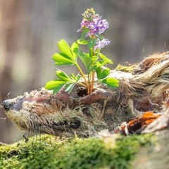 Flores (1)