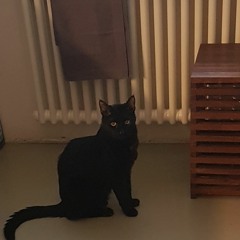 wohin bist du gegangen