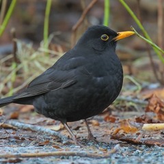 The Swedish National Bird - Blackbird