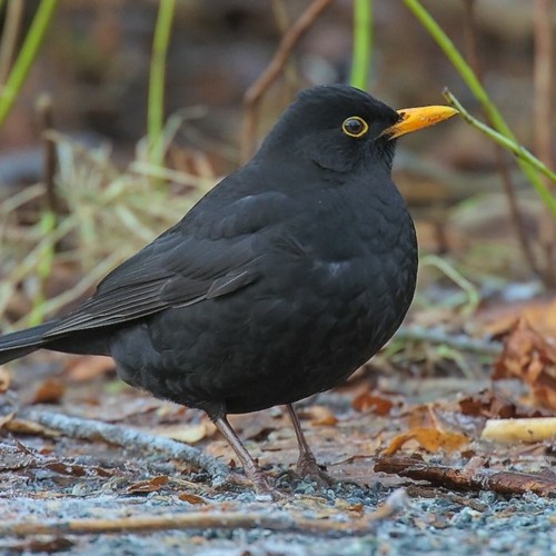 The Swedish National Bird - Blackbird