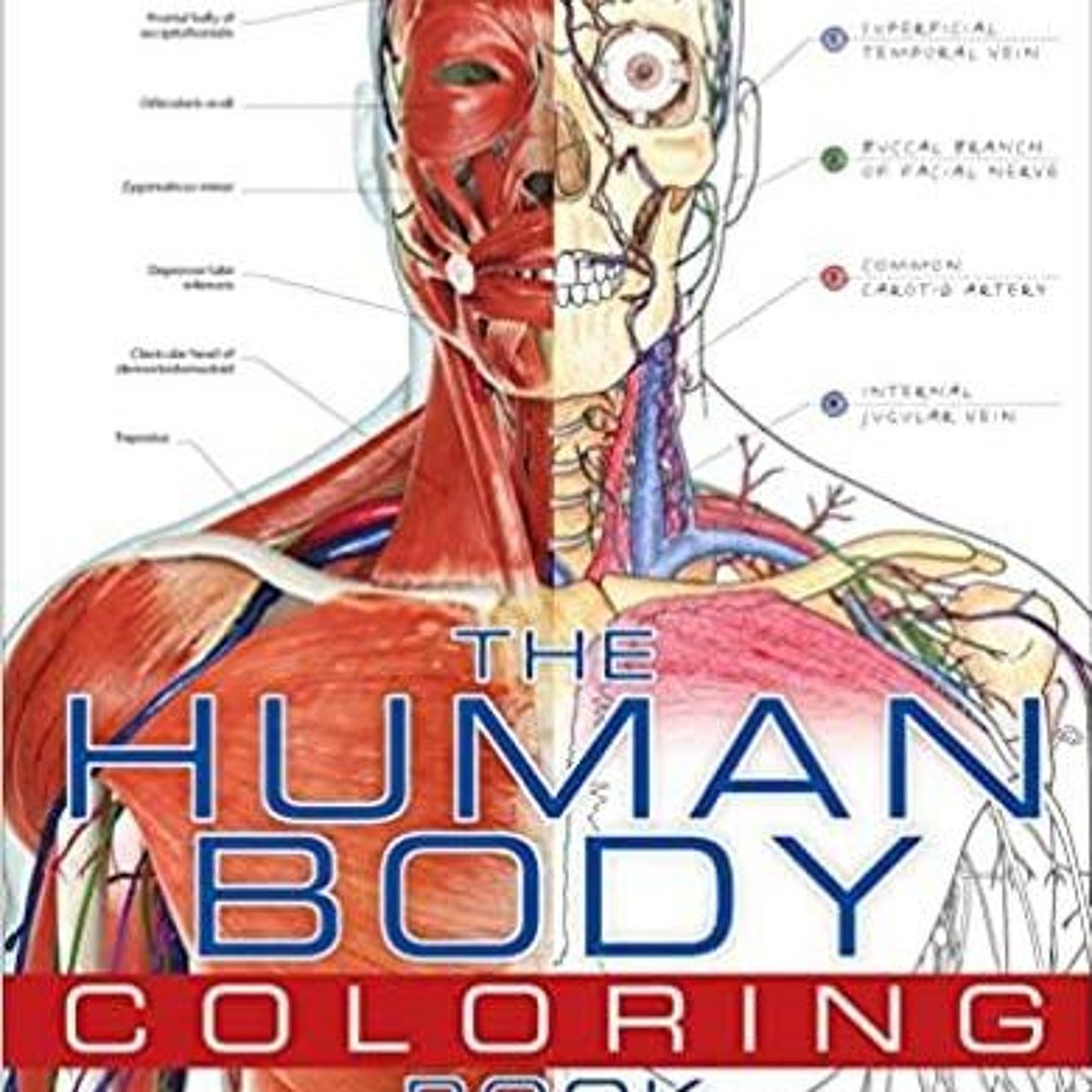 Stream The Human Body Coloring Book: The Ultimate Anatomy Study Guide ...