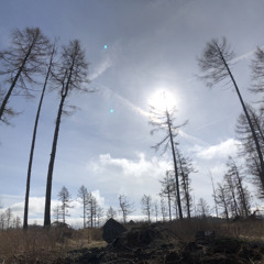 Flying into the Sun