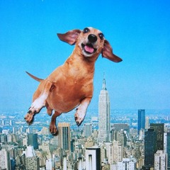 Cứu Chó Hay Cứu Người - Tâm Lý Bênh Vực Kẻ Yếu Thế -