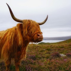 more than you can pocket [yusuf]