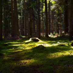 Echoes of a Quiet Dream