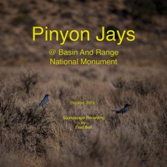 Pinyon Jays at Basin And Range National Monument