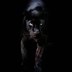 "Panther" Boombap Type Beat prod. Minor