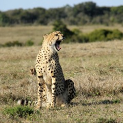 Gepard sound