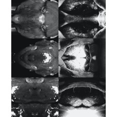 Mols Live Streaming Vol.1 - Soundscape by MAKOTO SAKAMOTO