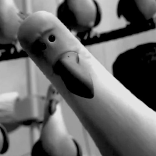 SQWRS - ILLEGAL SEAGULL