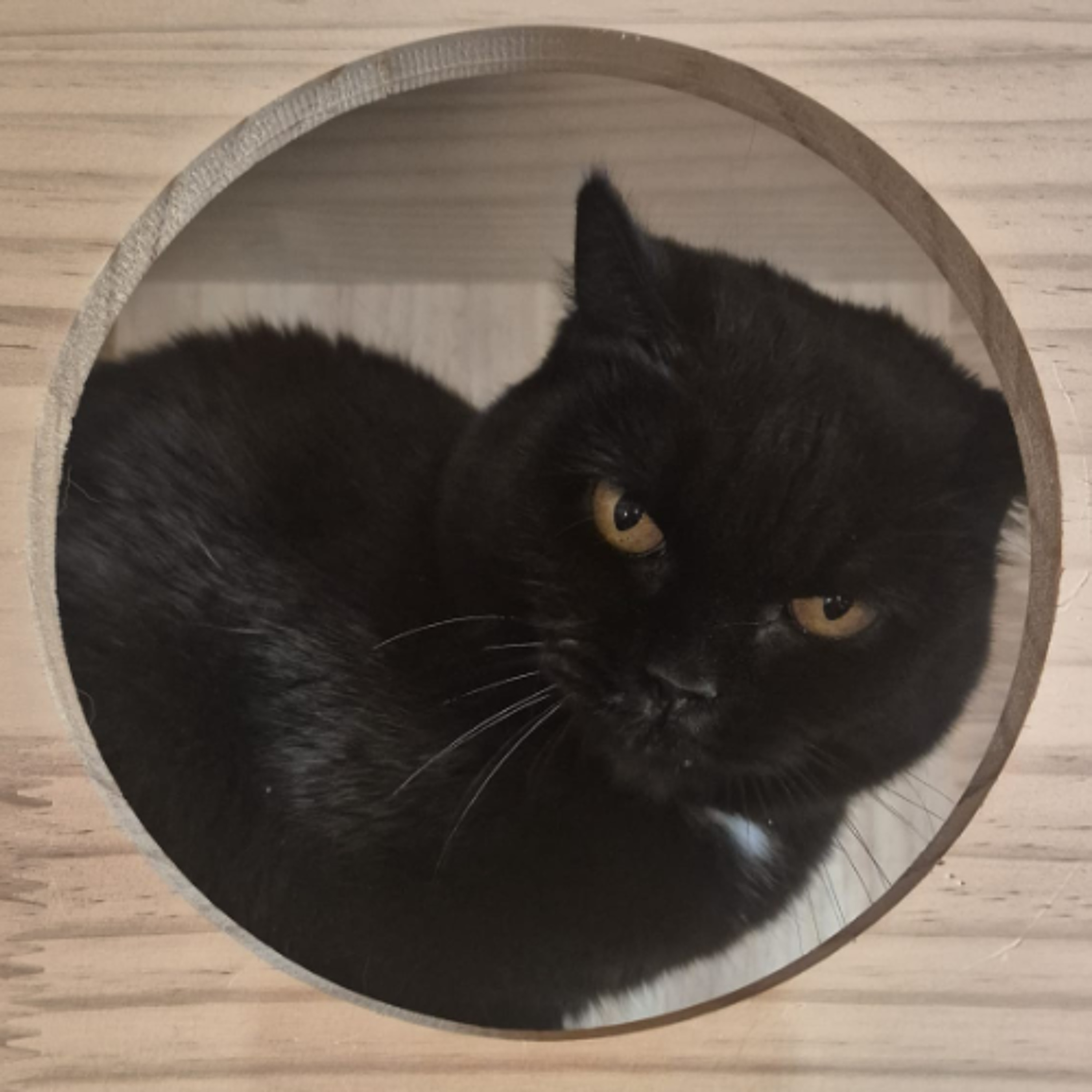 Körbchen gesucht vom 24.06.2026 - Katze Anna episode artwork