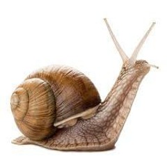 Slugfest.wav