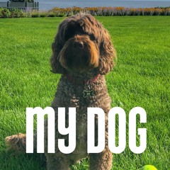My Dog