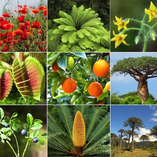 Stream episode Las Plantas by Vivi Vale Rodríguez podcast | Listen ...