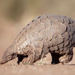 Pangolin