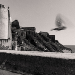 Optimum Aviary 005 (04.06.25)