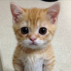 norma la de guadalajara intro ()LOOP)