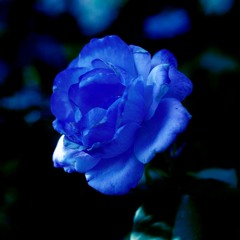 it's slow flyday chinatown