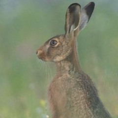 Complaint Of The Irish Hare (Demo 1)