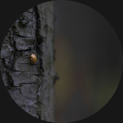 CODECAST XY - Facundo - Ladybug