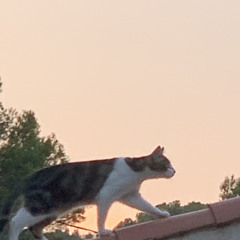 Side quest from the older voices (Psytrance 155 Bpm)