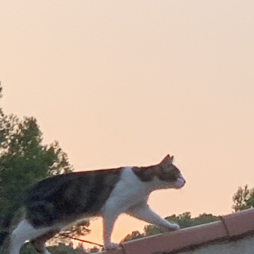 Side quest from the older voices (Psytrance 155 Bpm)