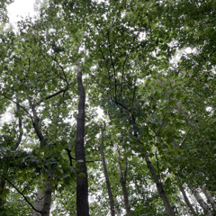Nature Clips