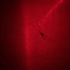 Ive Seen The Light, Its So Precious.